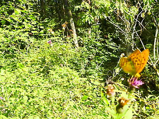 Mesmeriza Compilation 11 Island of Desires