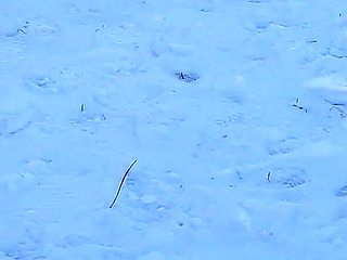 I Masturbate Riskily in a Public Park on People