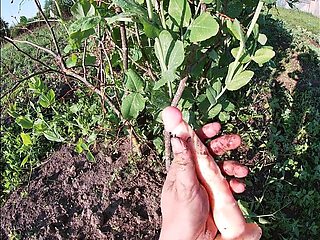 Farmer's Wife Masturbates in the Field