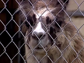 Brittney Fucked Hard by a Big Cock