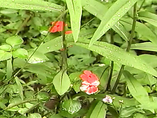 Tight Little Anal Cream Pies - Alisha Angel Big Tits MILF Orgasm