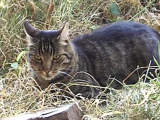 Sexy French assfucked in a hot farm threesome