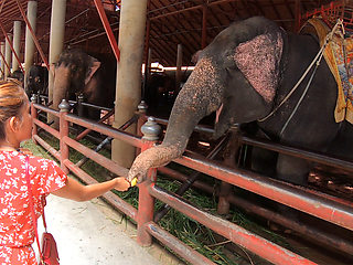 Feeding elephants and lovemaking at home after