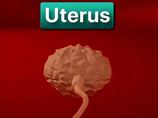How does conception happen inside the human body?