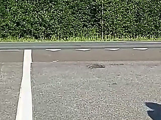 They Tease Drivers on the Highway