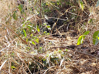 I Fucked My Old Girlfriend in the Forest