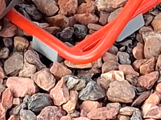 Thick Ebony Thighs N BBW Mature Feet with Plump Juicy Yellow Toes