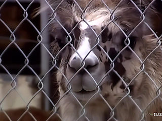 A busty blonde gets a cock in her cunt after giving a guy a blowjob.