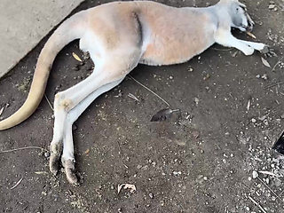 A Real Australian Experience With Aussie Hottie Jade Harper