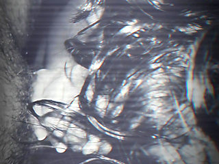 Big ass Latina getting the BWD