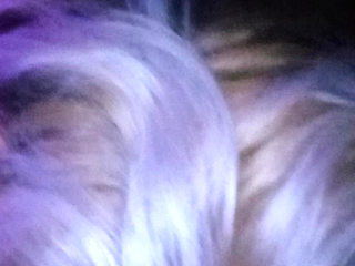 Doggy fsce