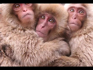 Evangelion Hentai - Misatothreesome Blowjob and Fuck - Anime Manga Japanese Asian Porn