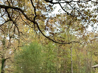 Walk in the forest