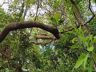 FRIEND I CAUGHT IT IN THE FOREST AND I PUT MY COCK VERY HARD GIVING A SIP INSIDE MY ASS