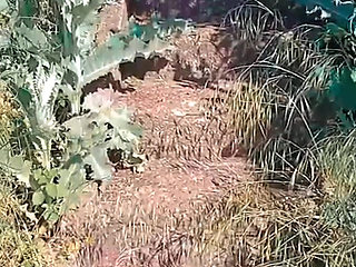 WillyAlexandruPetre video