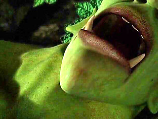 Fairy & Orc Secret Forest Nights - Blowjob, Anal & Huge Cumshots