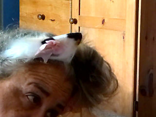 Kitty Meow Meow