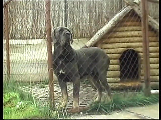 German Amateurs Taking Massive White Cocks