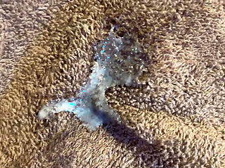 lot of sprems cumed in hana pussy tiny hole wet cute pussy