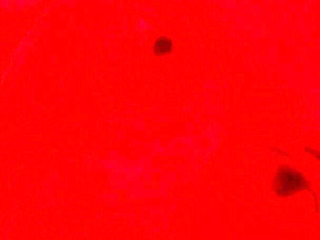 Anna Cummings Gets the Red Light Room Specialty From Mrflourish
