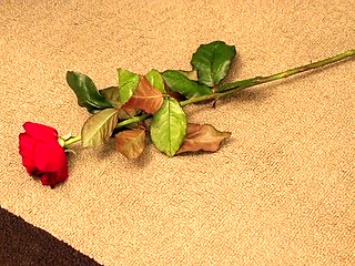 18 Year Old First Time Anal with Big Cock in Her Tight Ass