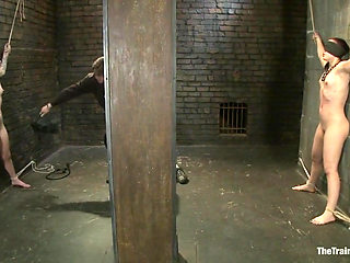 Final Exam-muscles and Sparky