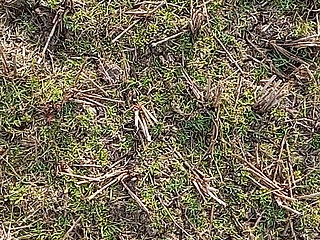 Gay Boy Outdoor Night Pussy Hole Sucking