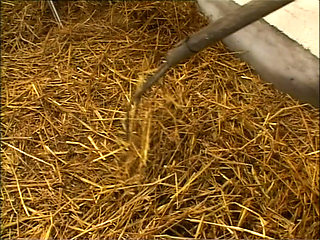 Big and Juicy Asses (full Porn Movie)