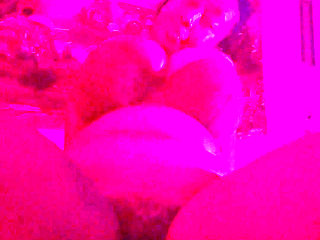 Solo Ebony Riding Dildo