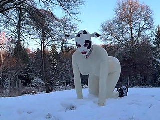 Snow Cow